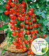 Veredelte Kirschtomate "Pepe"F1,2 Pflanzen Tomatenpflanze Snacktomate (1)