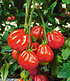 Veredelte Ochsenherz-Tomaten "Aurea" F1 2 Pflanzen (1)