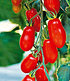 Veredelte Pflaumen-Tomate "Trilly" F1,2 Pflanzen (1)