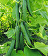 Veredelte Salatgurke "Phönix®",2 Pflanzen Gurkenpflanze Salatgurke (1)