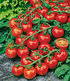Veredelte Strauch-Tomate "Sparta" F1,2 Pflanzen Tomatenpflanze (1)
