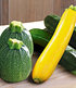 Veredelte Zucchini-Kollektion,3 Pflanzen Cucurbita Gemüsepflanzen (1)