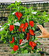 Veredelter Roter Snack-Paprika,1 Pflanze Capsicum annum (1)