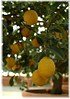 Vier-Jahreszeiten-Zitrone Citrus limon ´Lunario` (1)