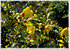 Vogelaugenbusch Ochna serrulata (1)
