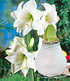 Weiße Wachs-AmaryllisTouch of Glamour Kristall-Weiß,1 Zwiebel (1)