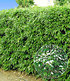 Winterharte Bambus-Hecke im 2-Liter Container,10 Pflanzen (1)