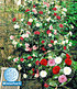 Winterharte Garten-Kamelie "Tricolor",1 Pflanze (1)
