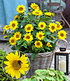Winterharte Sonnenblume "SunCatcher®",1 Pflanze (1)