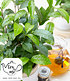 Winterharte Teepflanze "Tea byme®",1 Pflanze (1)