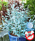Winterharter Eukalyptus "Azura®", 1 Pflanze (1)