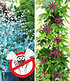 Winterharter Eukalyptus & Winterharte Passionsblume,2 Pflanzen (1)