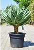 Yucca gloriosa (Kerzen-Palmlilie) - Yucca gloriosa (1)