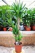 Yuccapalme (Riesen-Palmlilie) 3er - Yucca elephantipes (1)