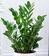 Zamioculcas,1 Pflanze (1)
