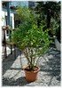 Zier-Granatapfel Punica granatum ´Legrellei` (1)