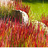 Ziergras "Red Baron",3 Pflanzen (1)