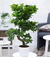 Zimmerbonsai Ficus "Ginseng"ca 40 cm hoch,1 Pflanze (1)