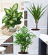 Zimmerpflanzen-Mix "Fresh Air", 3 Pflanzen (1)