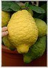 Zitronatzitrone Citrus medica ´Maxima` (1)
