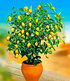 Zitronen-Bäumchen,1 Pflanze (1)