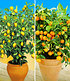 Zitronen- & Orangenbaum,2 Pflanzen (1)