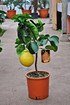 Zitronenbaum (Kaiserzitrone, Riesenzitrone) - Citrus limon Lipo (1)