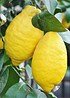 Zitronenbaum (Limon) - Citrus limon (1)
