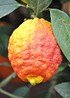 Zitronenbaum (Rote Zitrone) Rosso - Citrus limon Rosso (1)