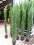 Zypressen Mix (Toskana Zypresse) 5 Pflanzen - Cupressus sempervirens (1)