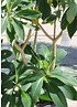 Japanischer Papierbusch - Edgeworthia chrysantha Grandiflora (9)