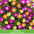 Mein schöner Garten Staudenbeet "Blooms for Months", 29 Pflanzen (9)