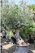 Olivenbaum (Hojiblanca) frosthart - Olea europea Hojiblanca (9)