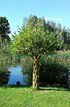 Weide 4-fach geflochten (dunkel) Säule L - Salix fragilis (9)