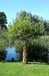 Weide 4-fach geflochten (dunkel) Säule XXL - Salix fragilis (9)