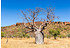 Affenbrotbaum (kleiner Baobab) - Adansonia rubrostipa (6)