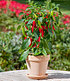 BIO Roter Zwerg-Chili 1 Pflanze Capsicum (6)