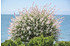 Harlekinweide (Hakuro Nishiki) Hochstamm - Salix integra Flamingo (6)