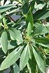 Japanischer Papierbusch - Edgeworthia chrysantha Grandiflora (6)