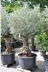 Olivenbaum (Hojiblanca) frosthart - Olea europea Hojiblanca (6)