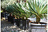 Yucca gloriosa (Kerzen-Palmlilie) - Yucca gloriosa (6)