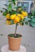 Zitronenbaum (Meyers Zitrone) - Citrus meyeri (6)