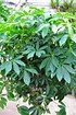 Aralie (Strahlenaralie) - Schefflera arboricola (5)