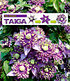 Clematis "Taiga®",1 Pflanze (5)