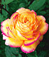 Delbard Kollektion "Parfum-Rosen",5 Pflanzen (5)