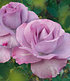 Delbard Parfum-Rose "Mamy Blue®",1 Pflanze (5)