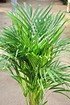 Goldfruchtpalme - Areca - Dypsis lutescens (5)