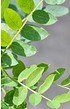 Hängender Erbsenstrauch (Pendula) - Caragana arborescens Pendula (5)