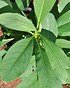Japanischer Papierbusch - Edgeworthia chrysantha Grandiflora (5)