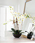Kunstpflanze Orchideentopf Modern (5)